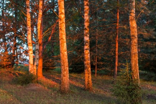 Kaimo turizmo sodybos, dvarai, vilos