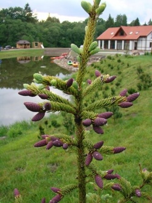 Kaimo turizmo sodybos, dvarai, vilos