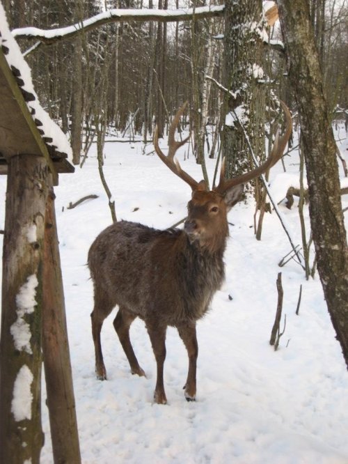 Kaimo turizmo sodybos, dvarai, vilos