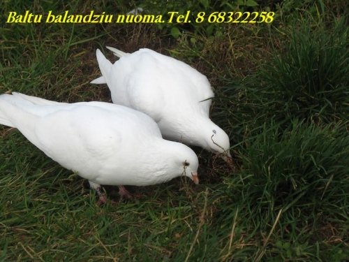 Balandžiai vestuvėms