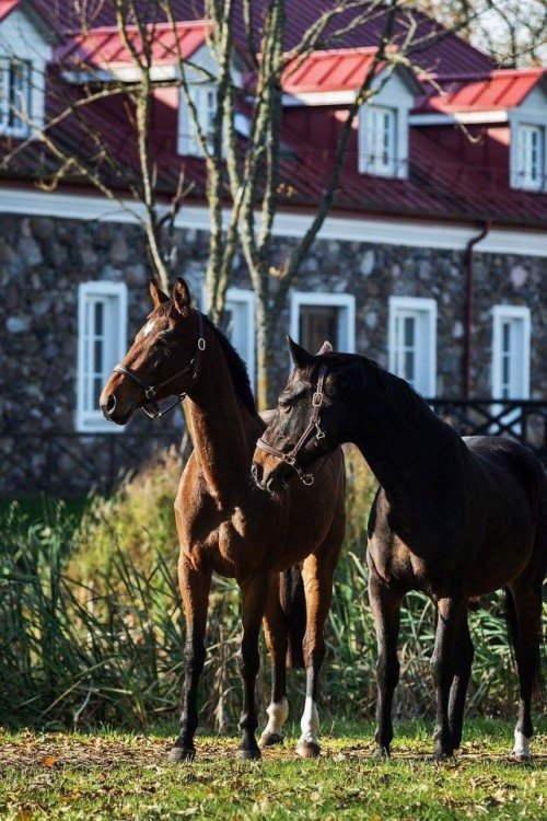 Kaimo turizmo sodybos, dvarai, vilos