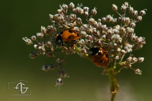 Vestuvių fotografai