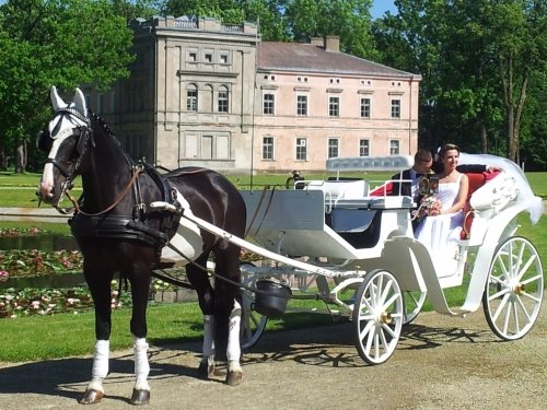 Kitas įdomus transportas