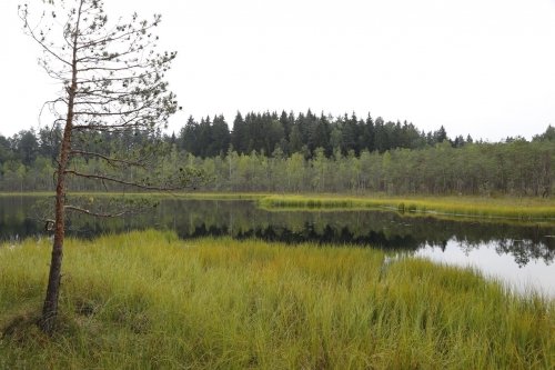 Kaimo turizmo sodybos, dvarai, vilos