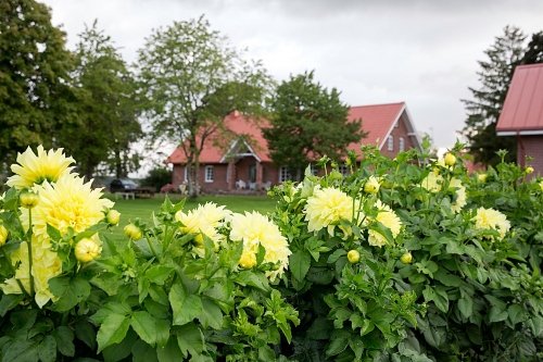 Kaimo turizmo sodybos, dvarai, vilos