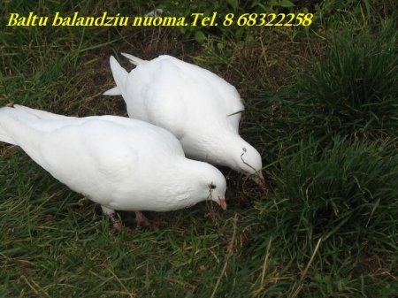 Parduodame balandzius panevezyje, bei limuzinu nuoma 