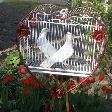 Siūlau balandžius įvairioms progoms ( vestuvėms,krikštynoms)